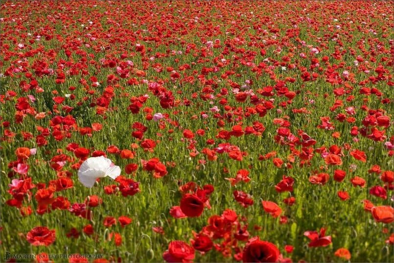 Poppies 2005