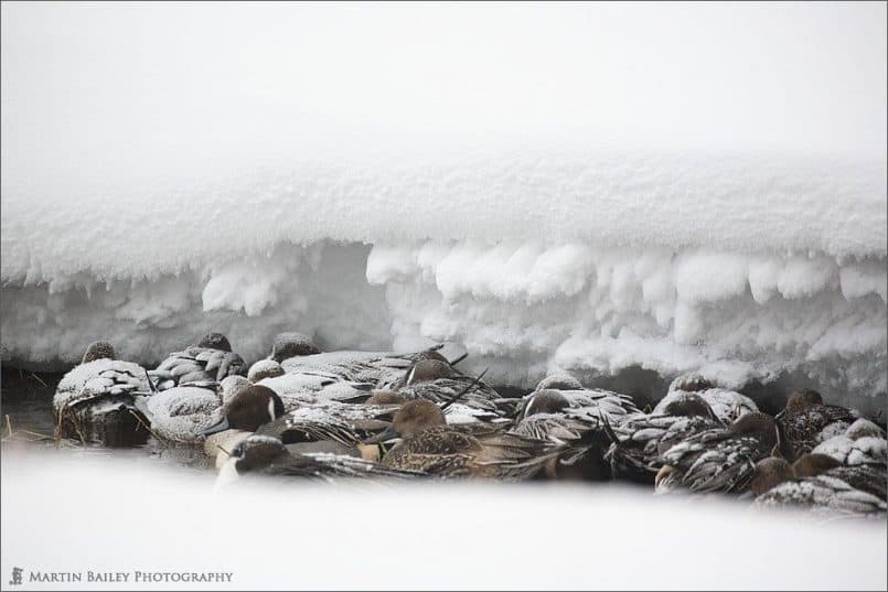 Icy Bed