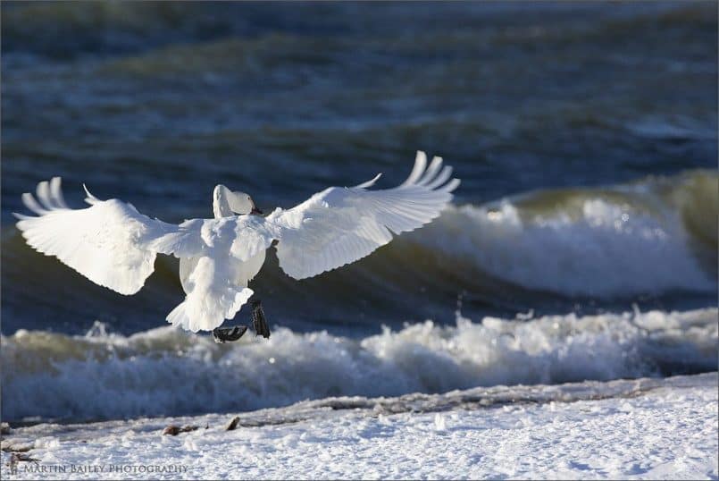 Gear Down, Ready to Land