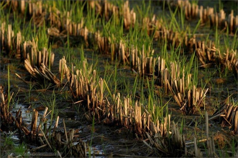 After the Rice Harvest