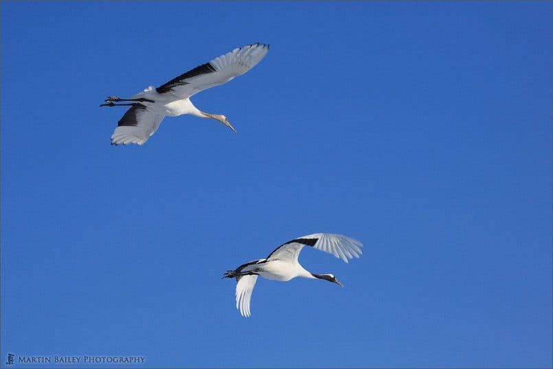 Japanese Cranes 2006