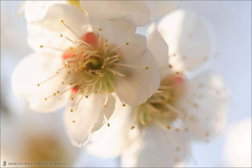 Japanese Apricot Blossom