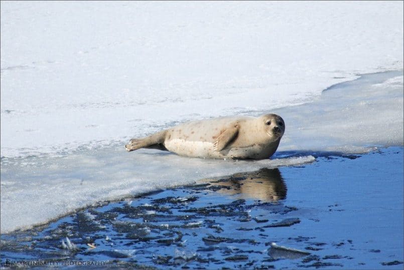 Sunbathing Seal