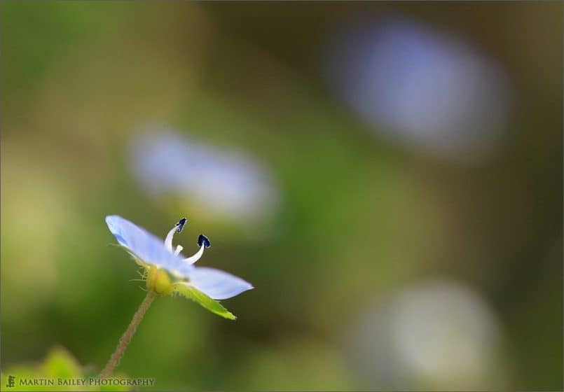 Frail Blue Flower