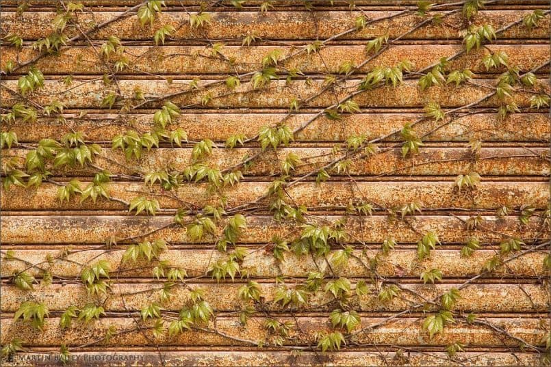 Rusty Shutters & Ivy