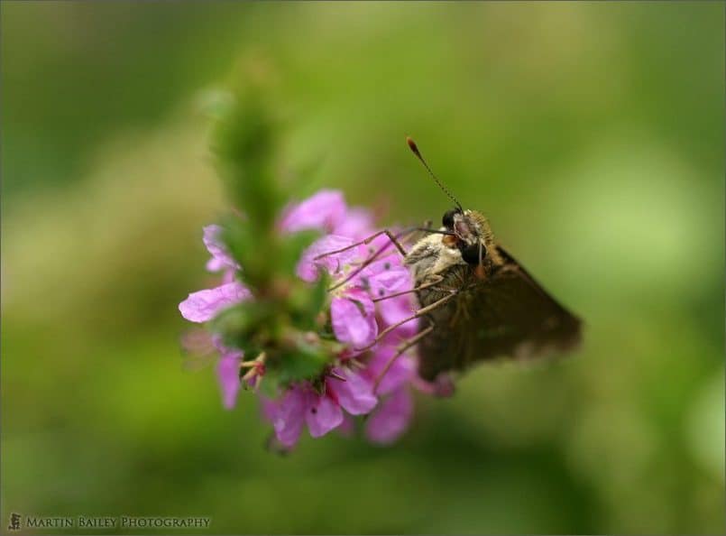 Raggedy Moth 1 (Parnara guttata Bremer et Grey)