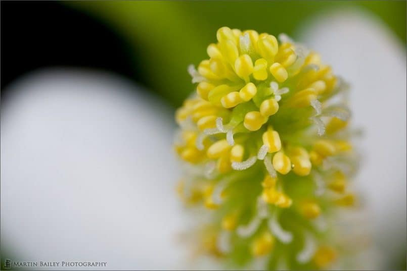 Chameleon Plant (Houttuynia cordata)