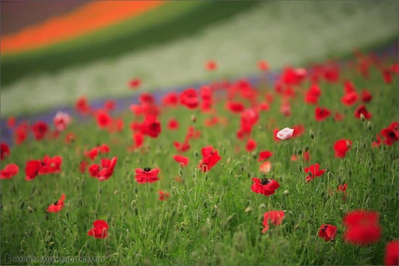 Poppies Starting to Bloom