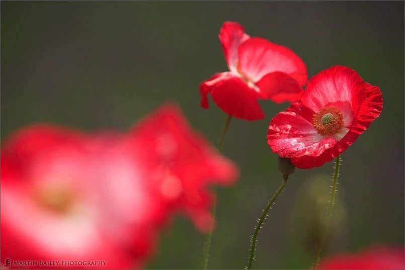 Really Red Poppy