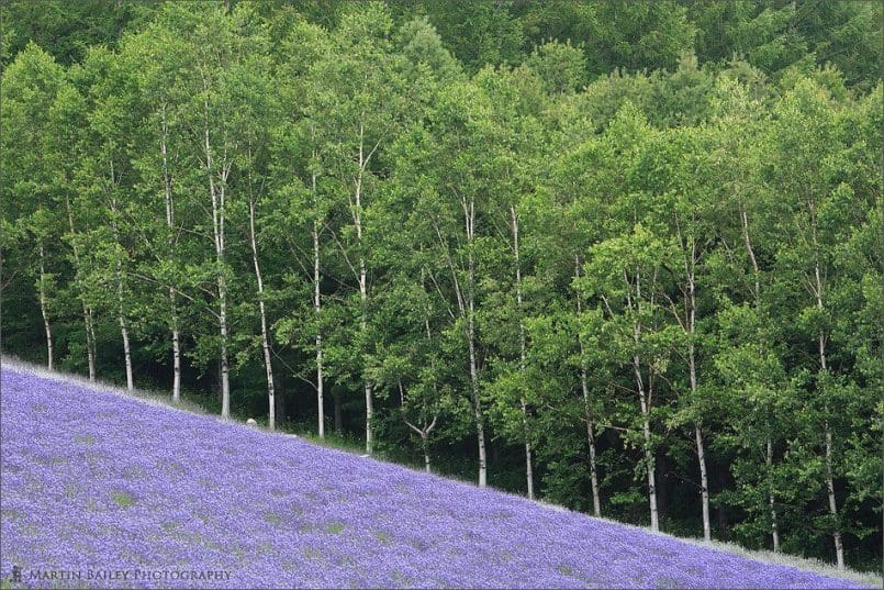 Lavender Field with Birch Trees