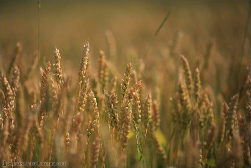 Golden Crop