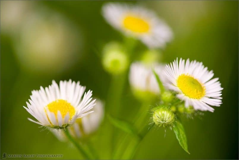 Himejo-on (Erigeron annuus)