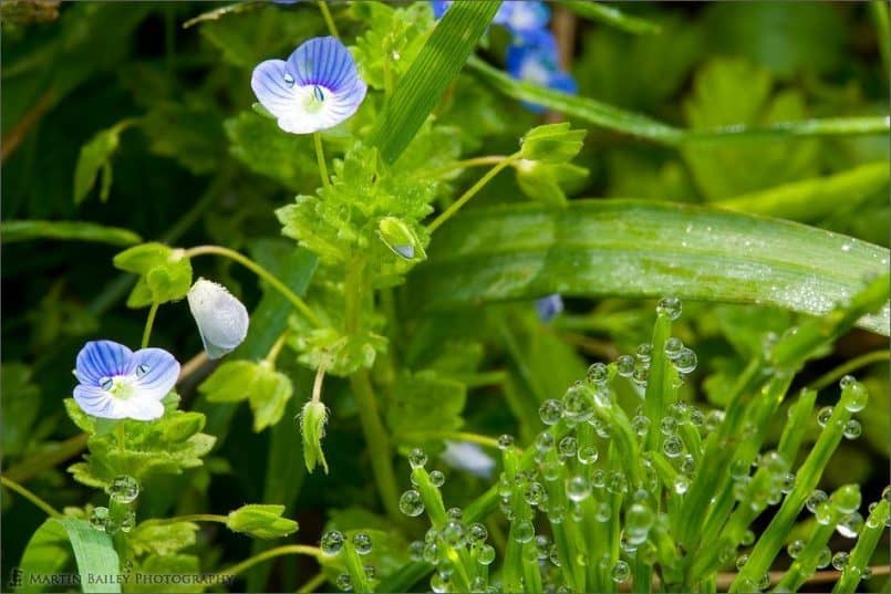 Dewey Common Field Speedwell