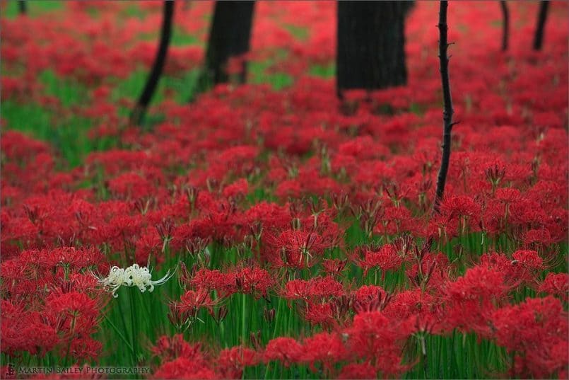 Equinox Flowers 2006 #6