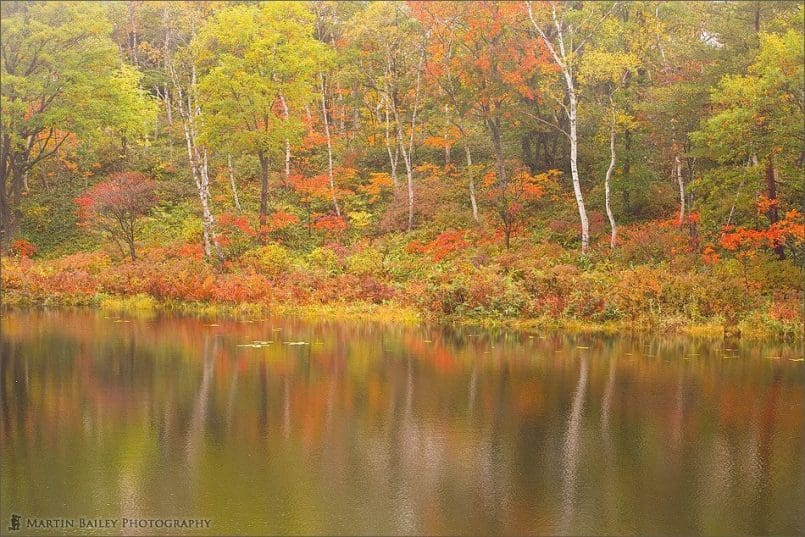 The Pastel Woods' Reflection