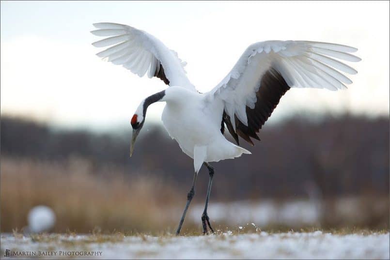 Red-Crowned Crane (Tsurui #6)