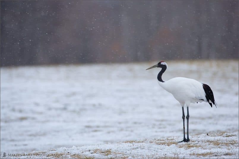 Alone in the Cold