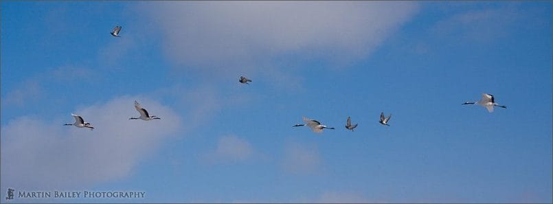 Four Cranes, Four Pigeons