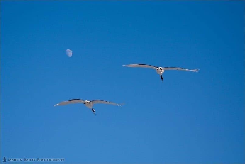 Cranes and the Moon #5