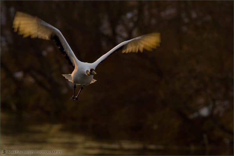 Red-Crowned Crane (Tsurui #27)