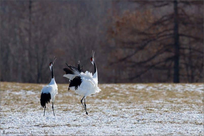 Red-Crowned Crane (Tsurui #29)