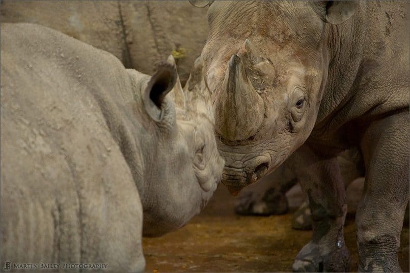 Black Rhino Face-Off [C]