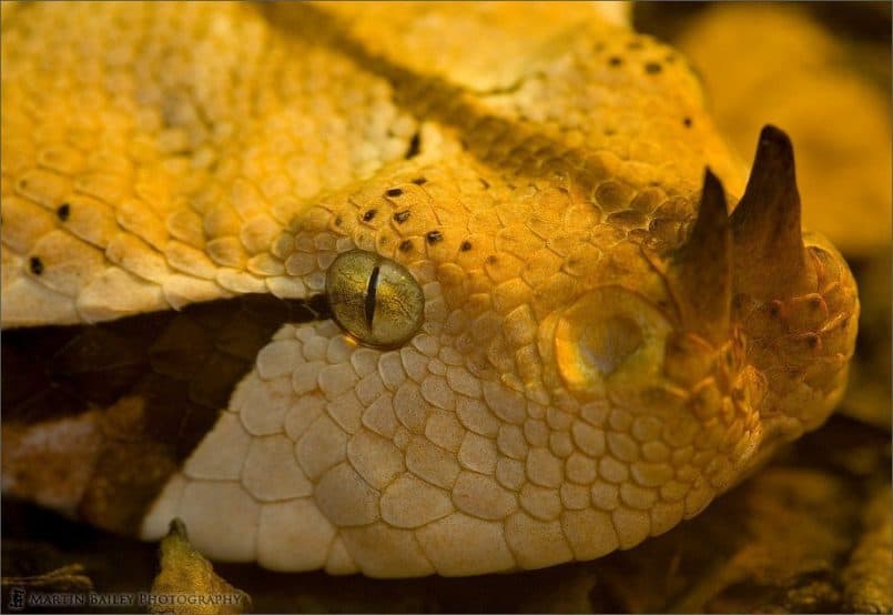 Gaboon Viper (Bitis gabonica rhinoceros) #1 [C]