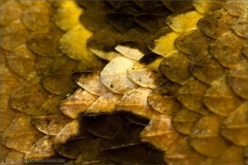 Gaboon Viper Scales (Bitis gabonica rhinoceros) [C]