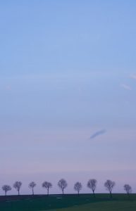 A line of trees and sky