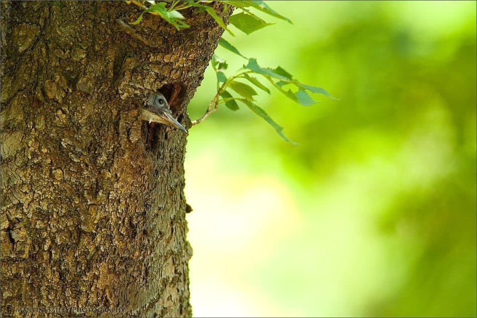 Woodpecker Fledgling Drama (Podcast 93)