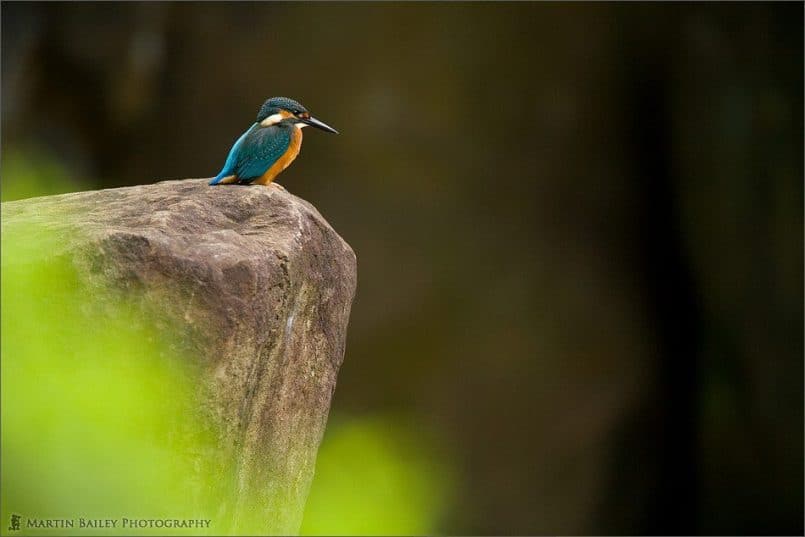 Common Kingfisher #1