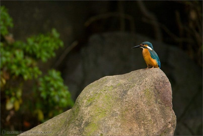 Common Kingfisher #3