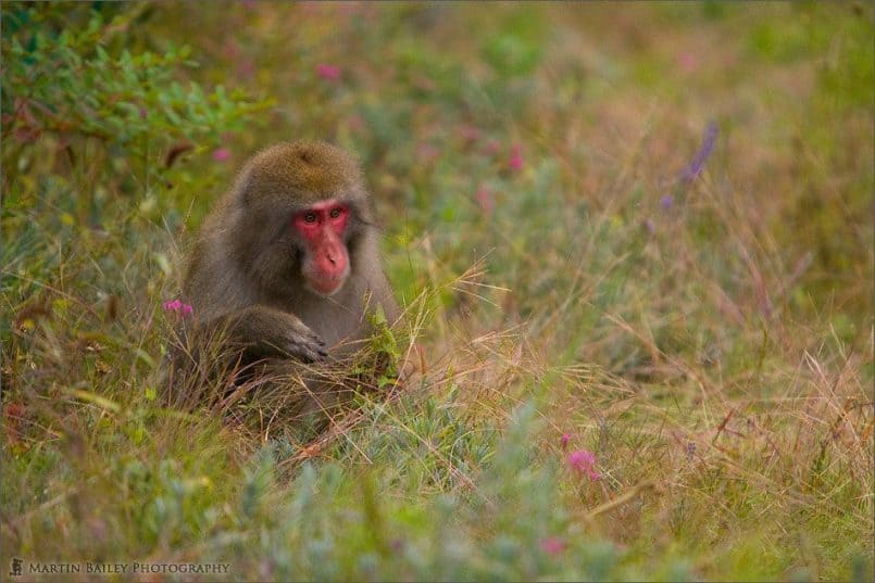 Japanese Macaque