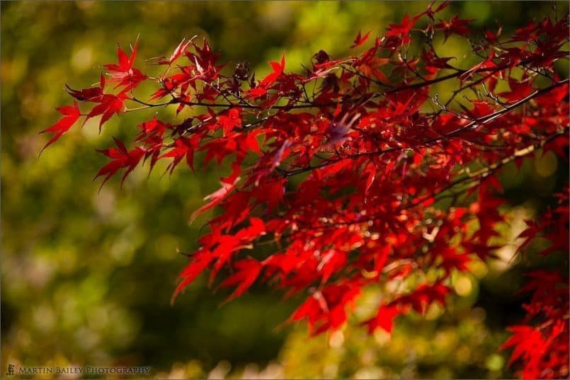 Momiji