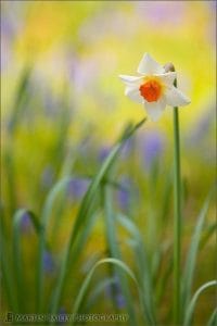 Watercolour Daffodil - Hitachi Park #18