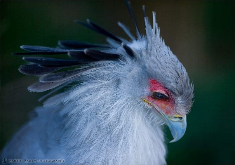 Secretary Bird #2 [C]