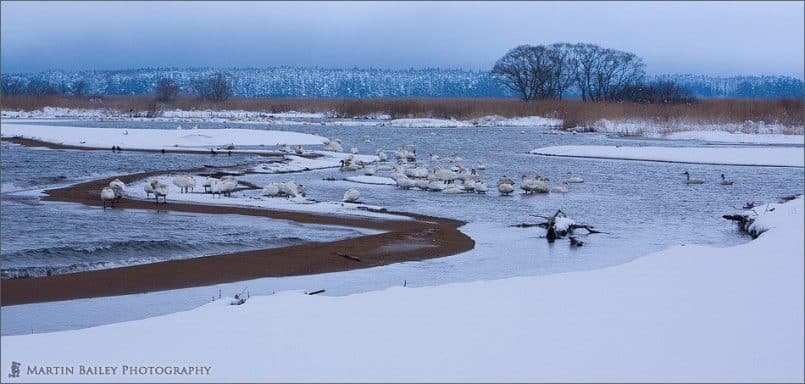 Swan's Roost #2