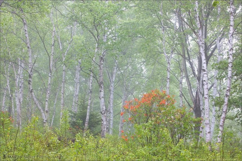 Wild Azalea in White Birch