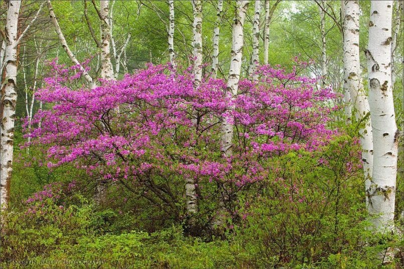 Rhododendron in White Birch