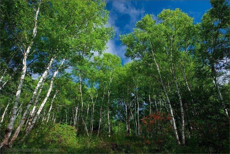 Birch, Azalea & Blue Sky