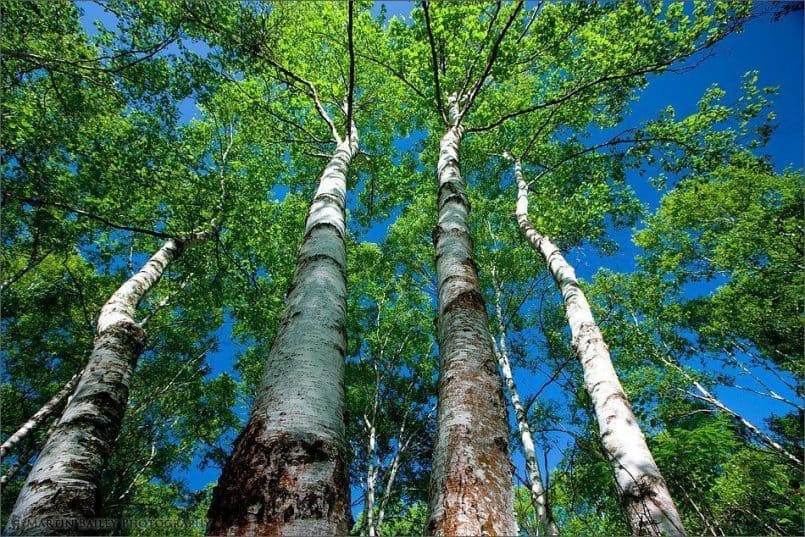 White Birch & Blue Sky