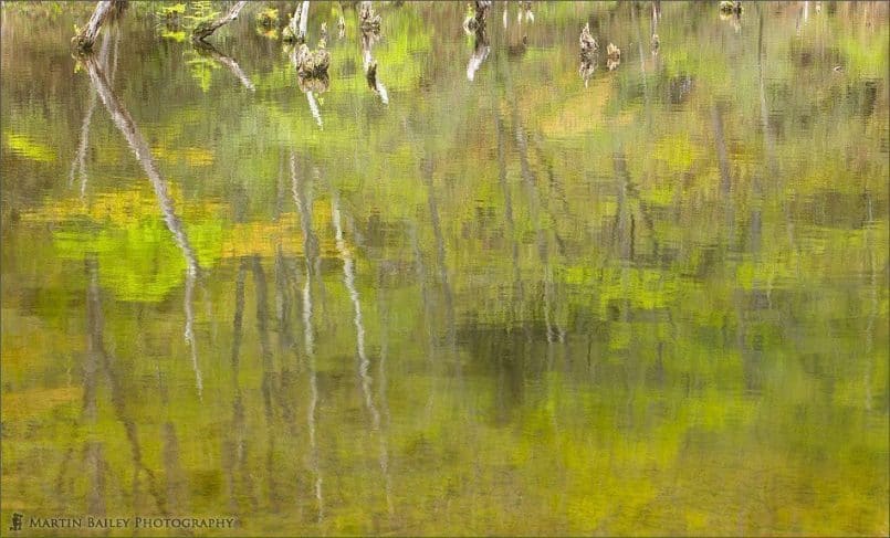 Early Summer Reflections #1