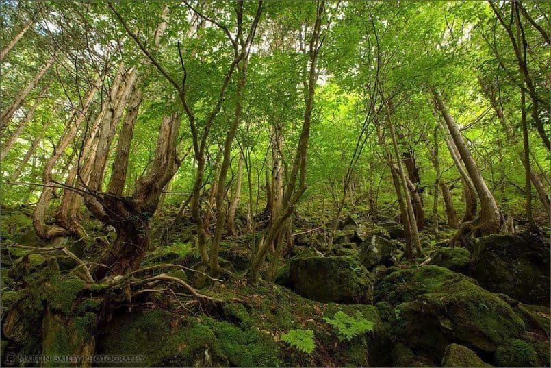 Rock Forest #1