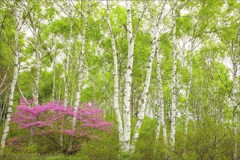 Rhododendron in White Birch #3