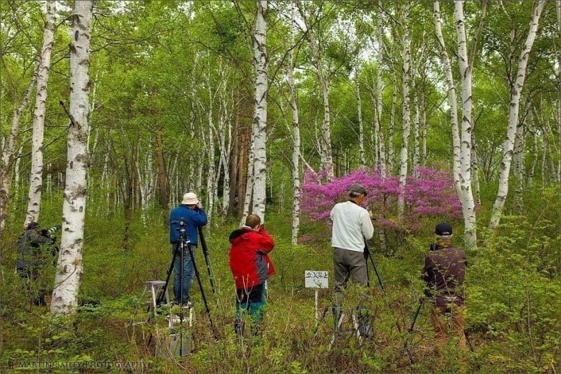 Rhododendron Hunters