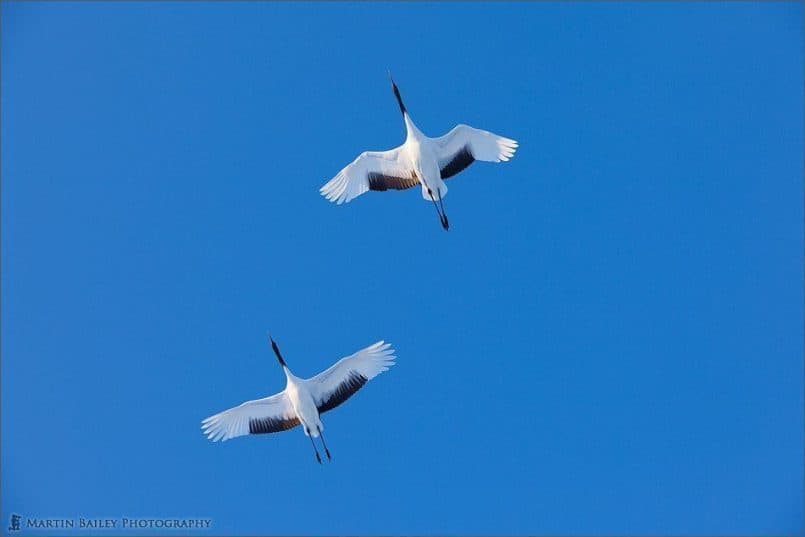 Dusk Cranes