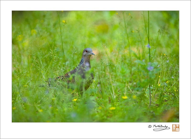 Eastern Turtle Dove