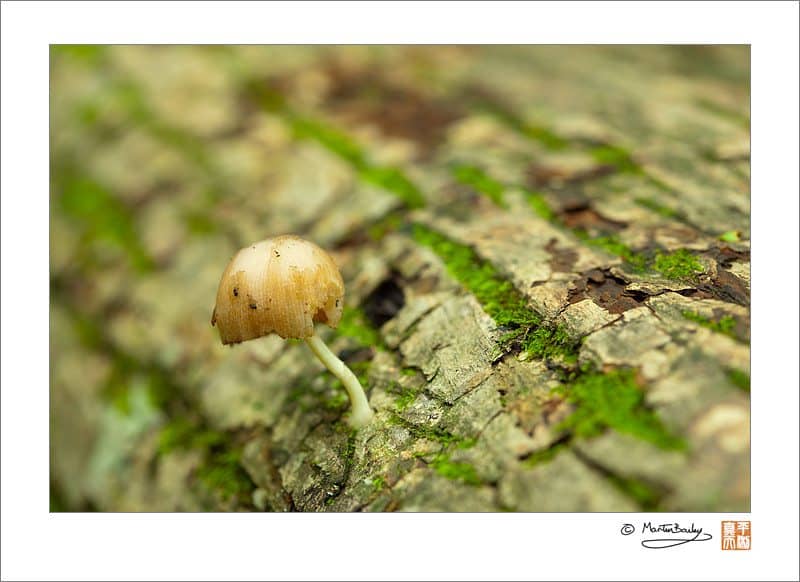 Mushroom on Fallen Tree