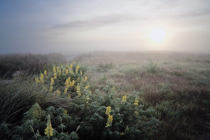 Lupins at Sunrise (© Copyright Thysje Arthur)