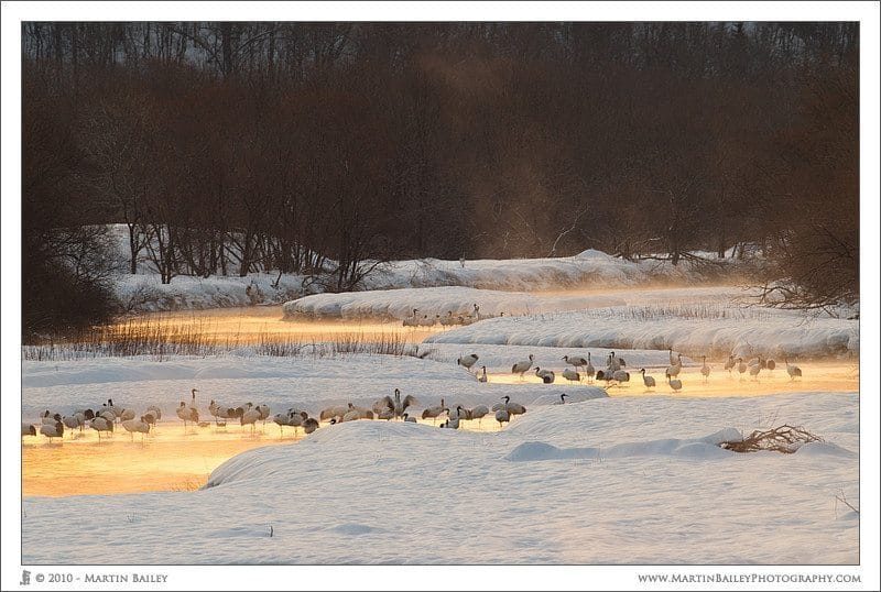 Crane's Roost at Dawn